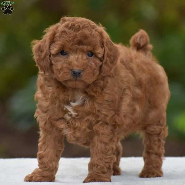 Kory, Miniature Poodle Puppy